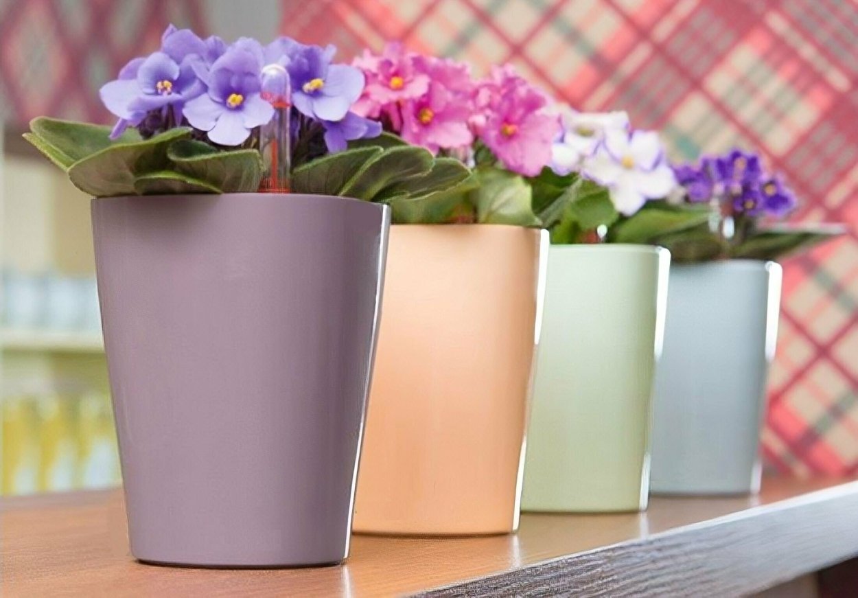 Лечуза для фиалок