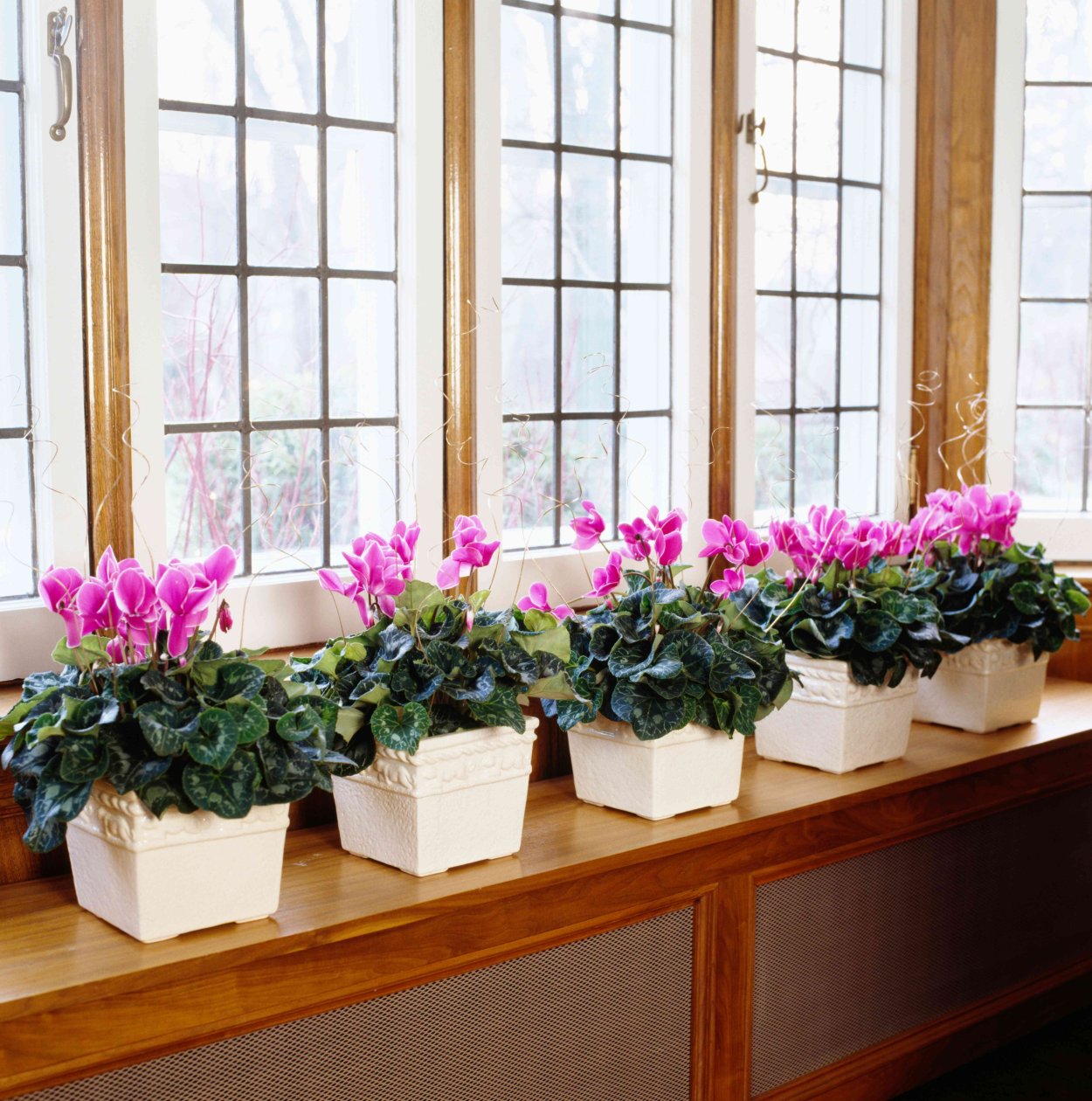 Цикламен в кашпо