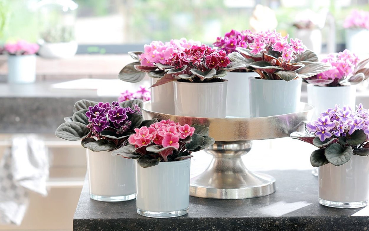 Фиалки в интерьере