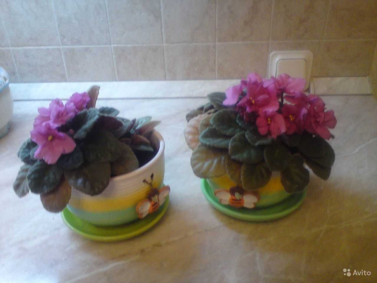 Горшок для фиалок денежный мешок