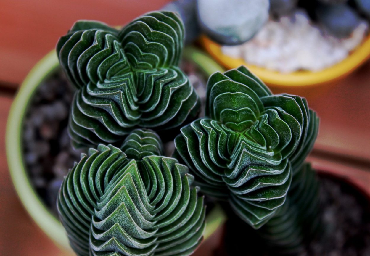 Суккуленты Крассула Будда