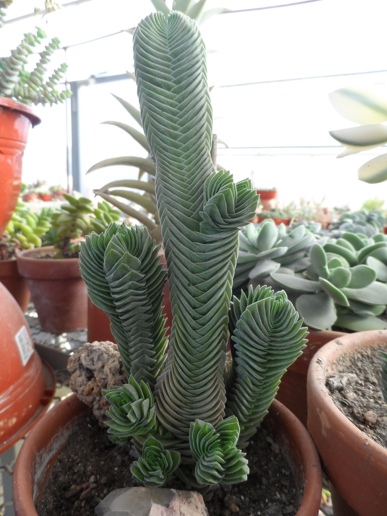 Крассула Будда