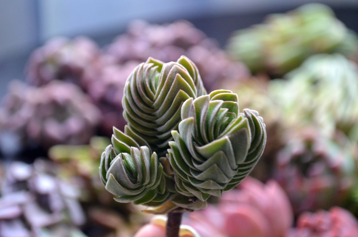 Buddha Temple суккулент