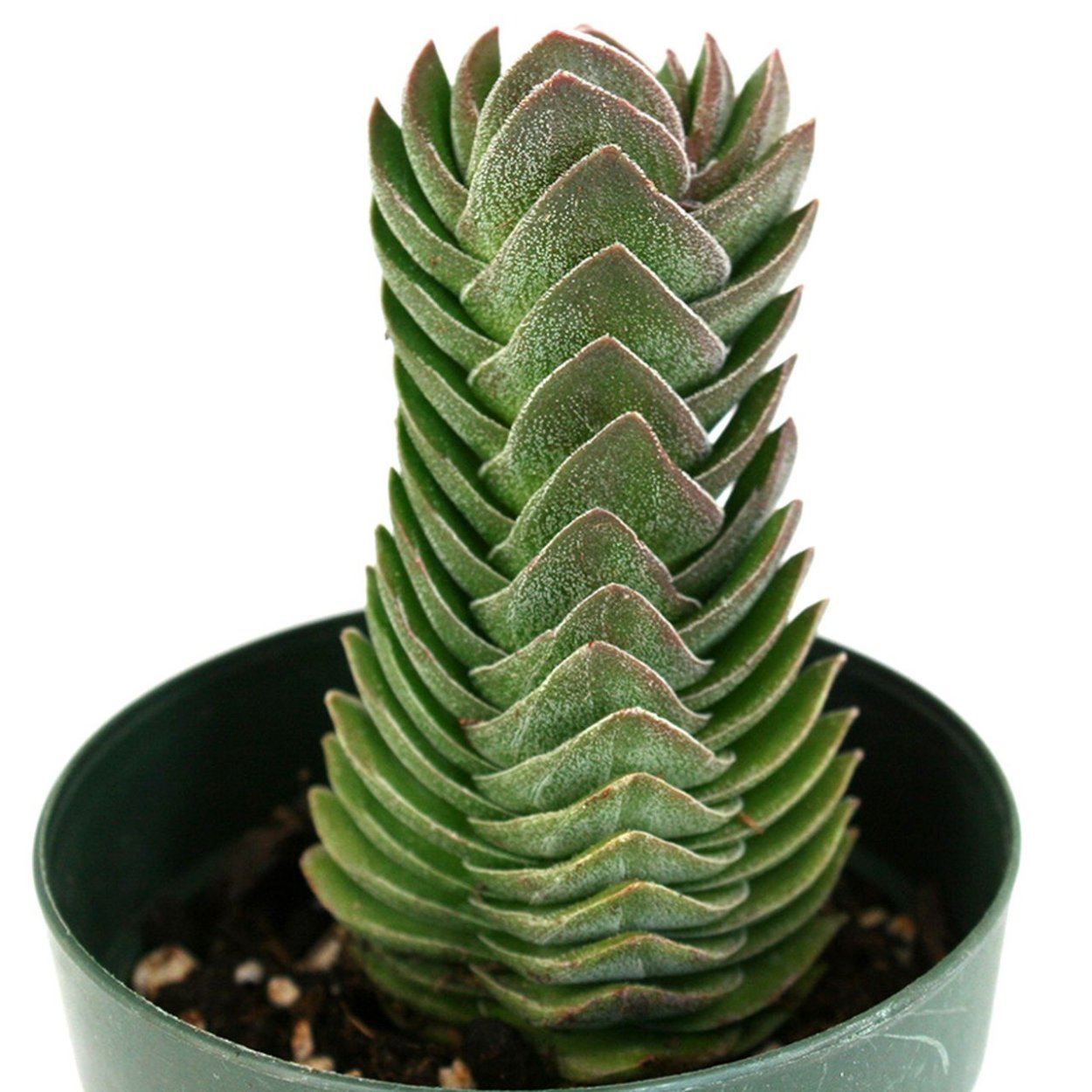 Крассула Будда