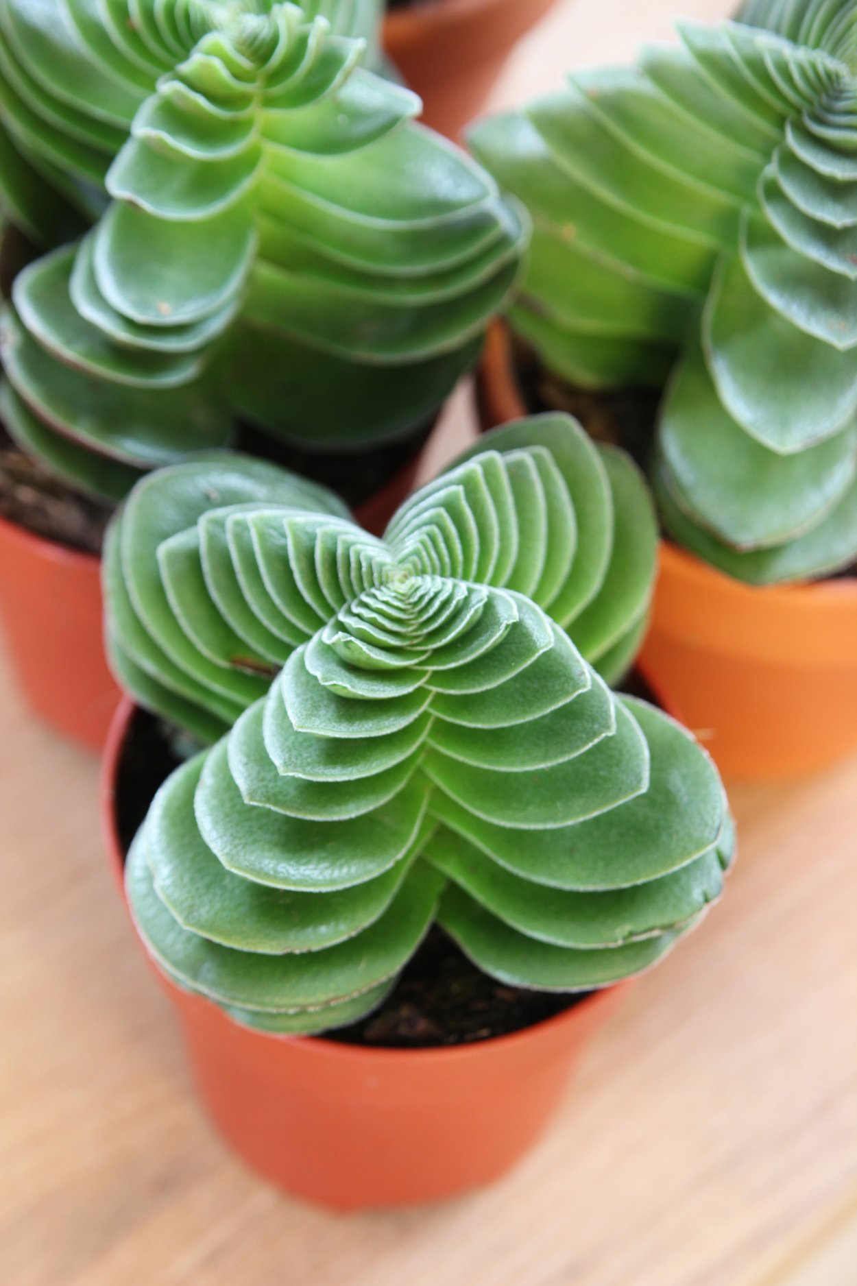 Крассула Будда Темпл