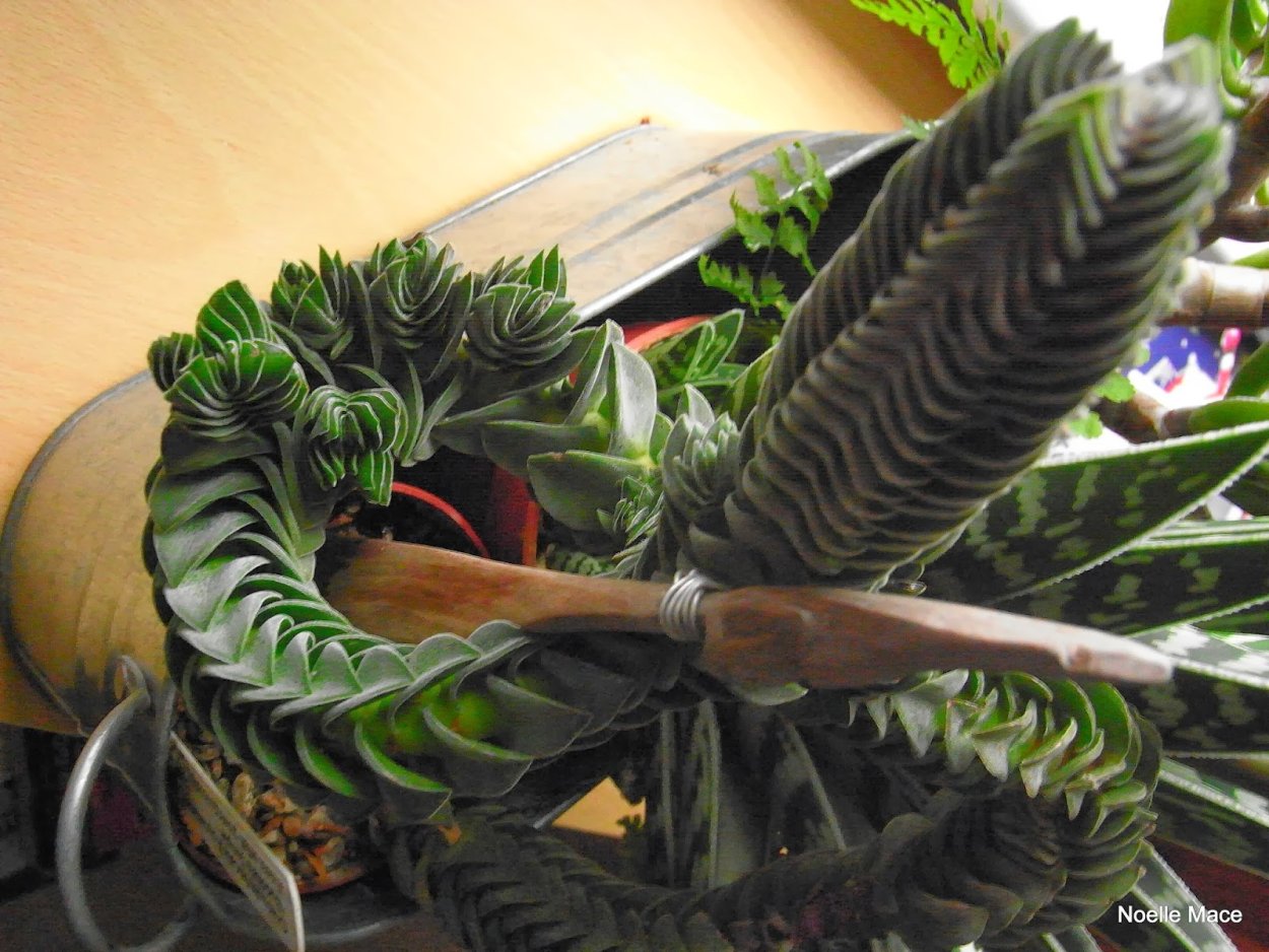 Крассула храм Будды