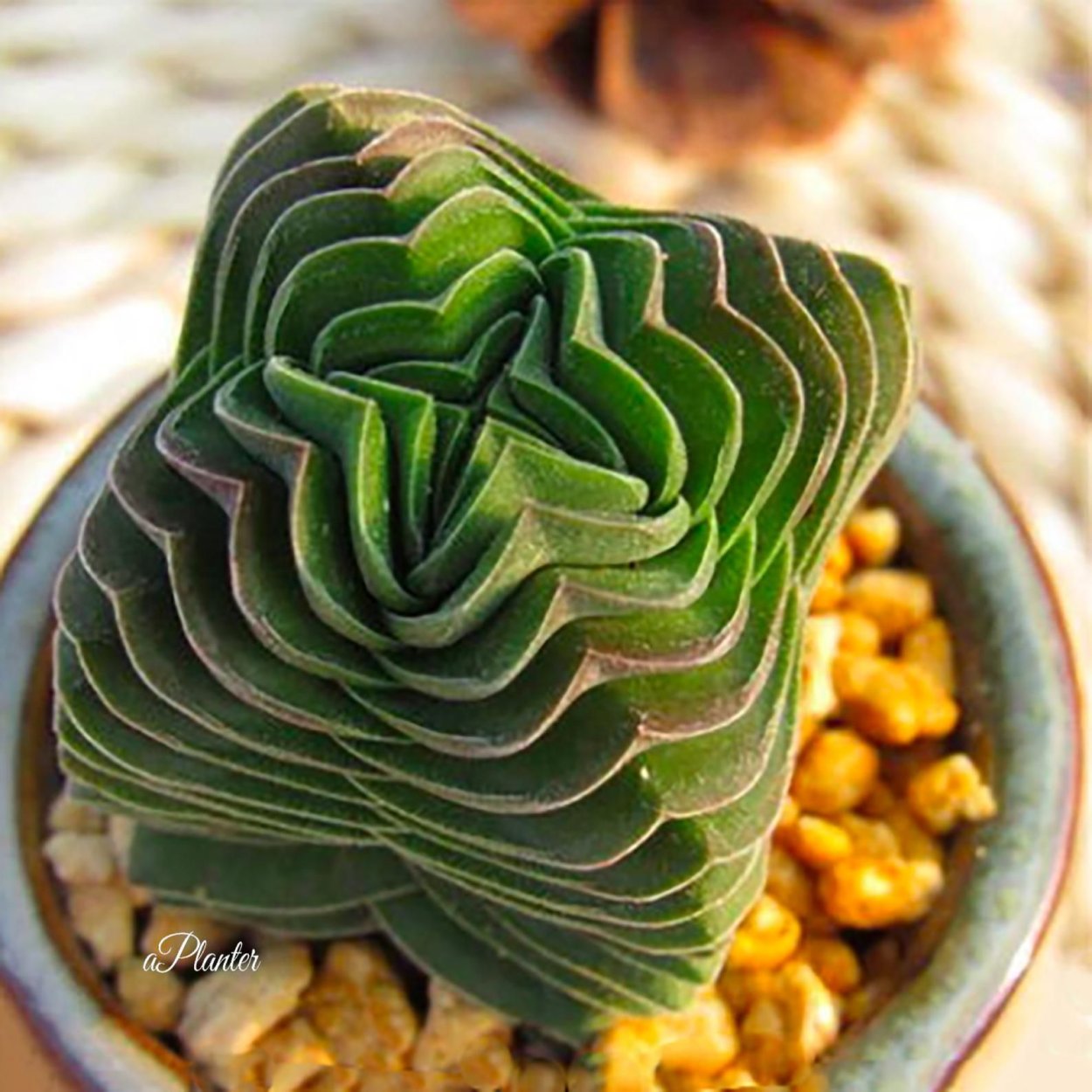 Суккуленты Крассула Будда