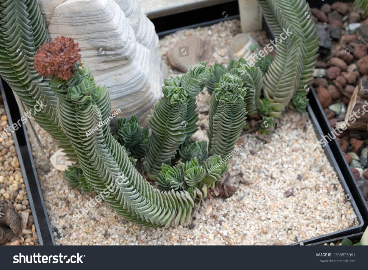 Крассула храм Будды