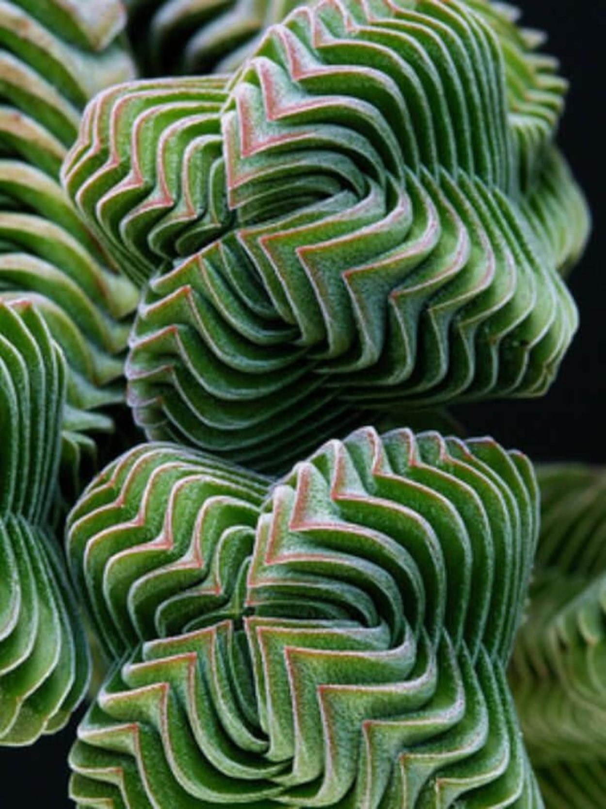 Суккулент Crassula pyramidalis