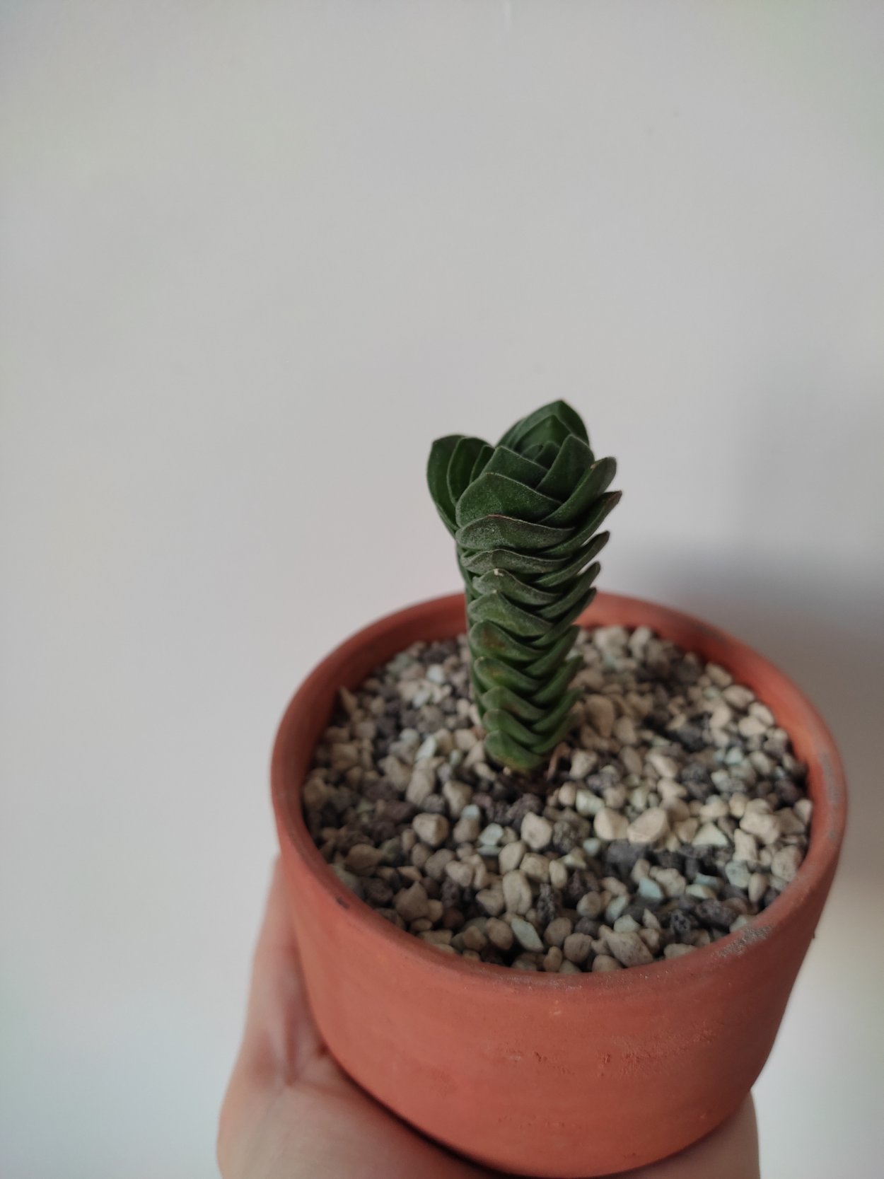 Обрезка корней у крассулы храм Будды