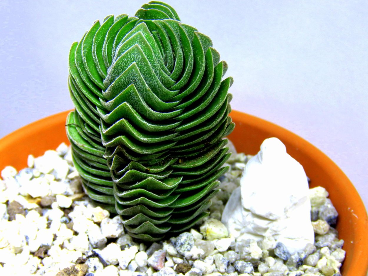 Крассула Будда