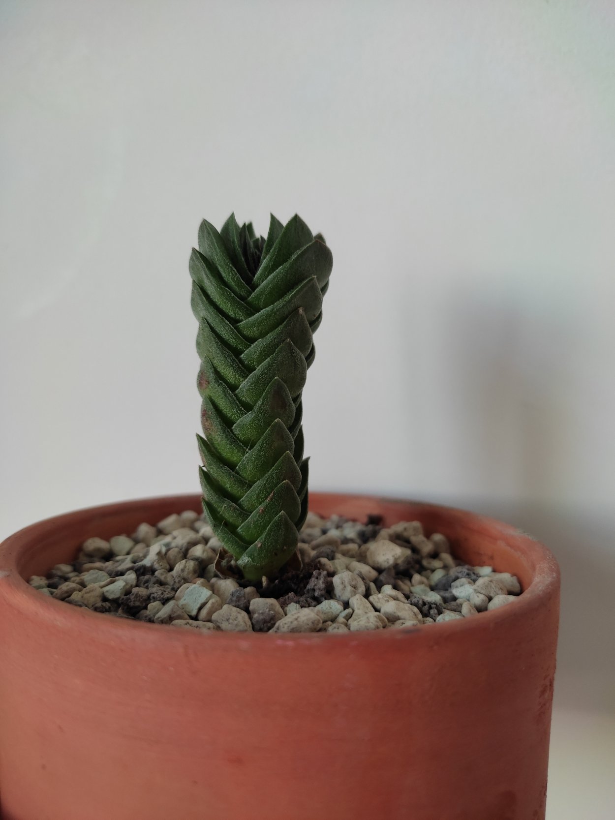 Толстянка храм Будды