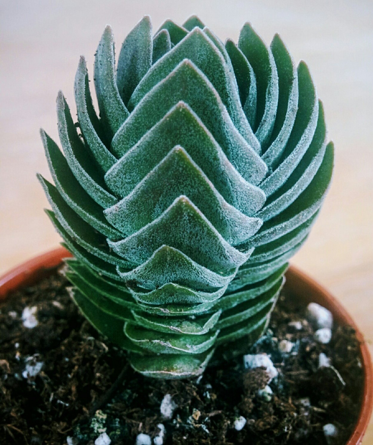 Суккуленты Крассула Будда