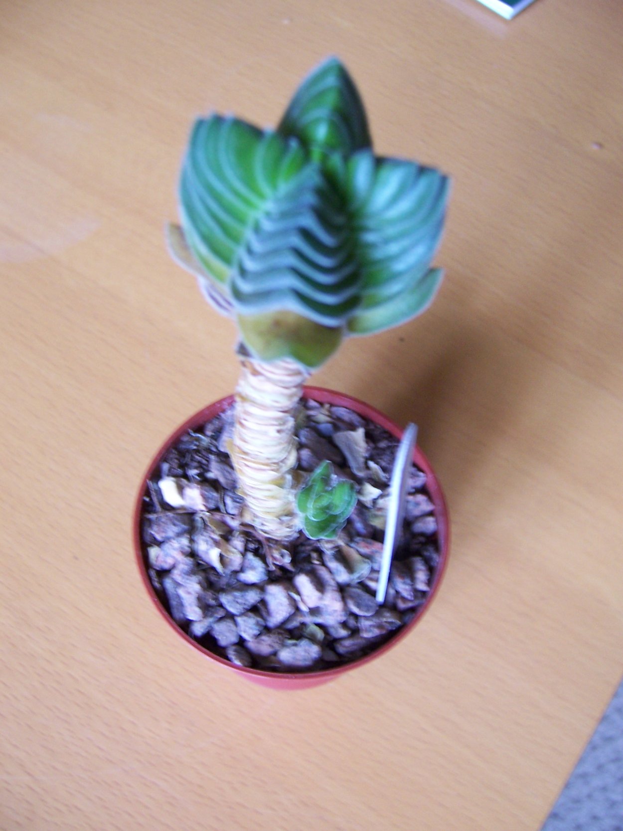 Вытянувшаяся Крассула Будда