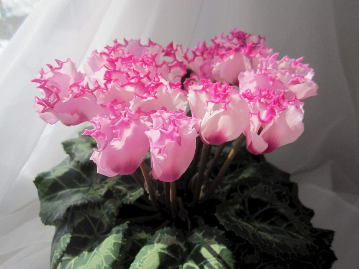 Цикламен махровый