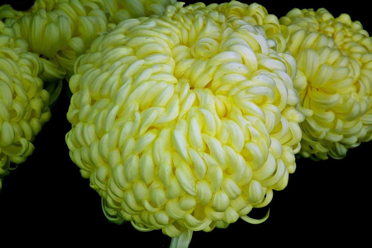 Хризантема Хризантема Gustav