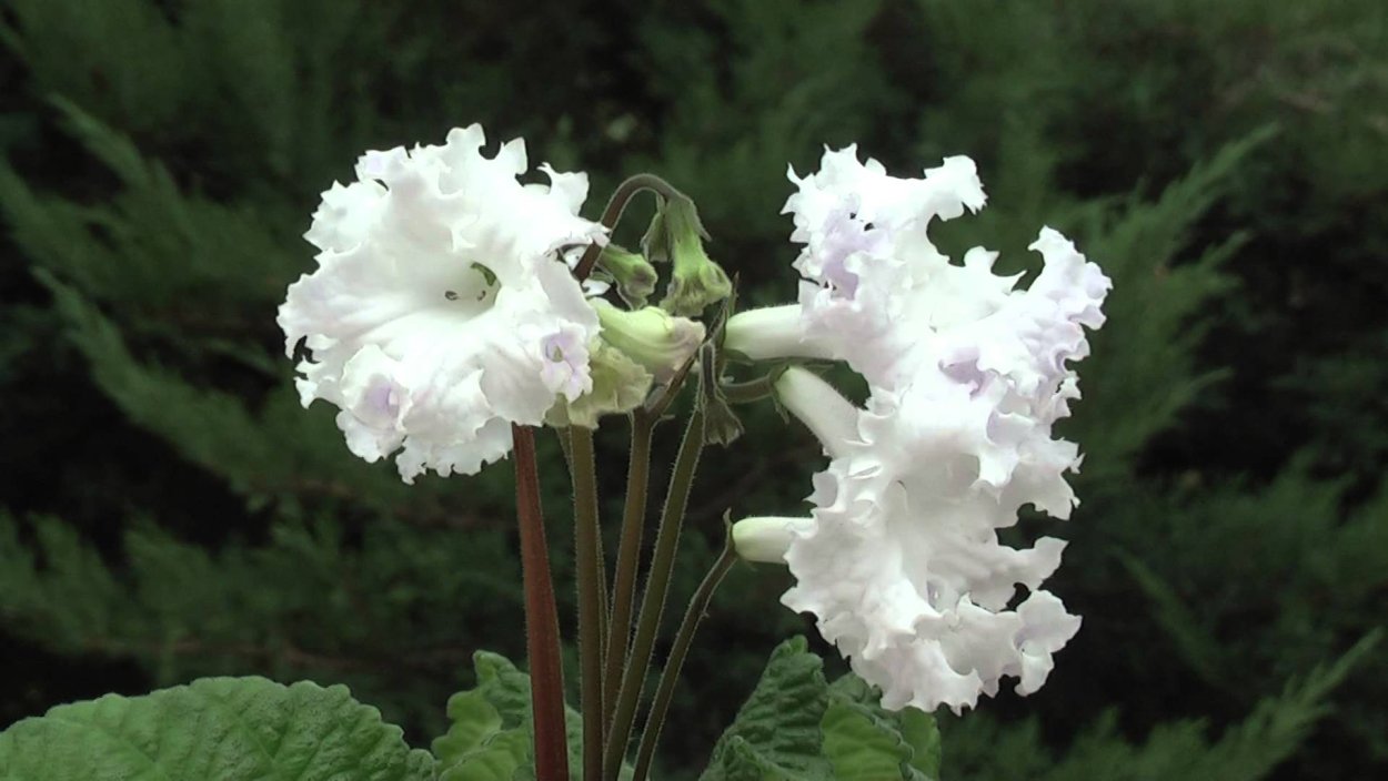 Стрептокарпус белый цветок