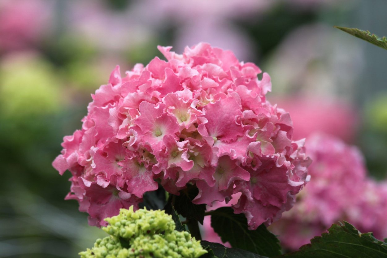 Гортензия Спайк крупнолистная