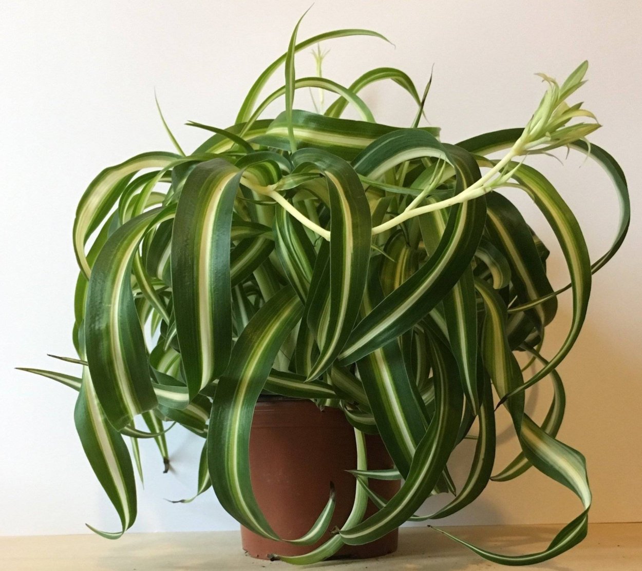 Хлорофитум Бонни кучерявый