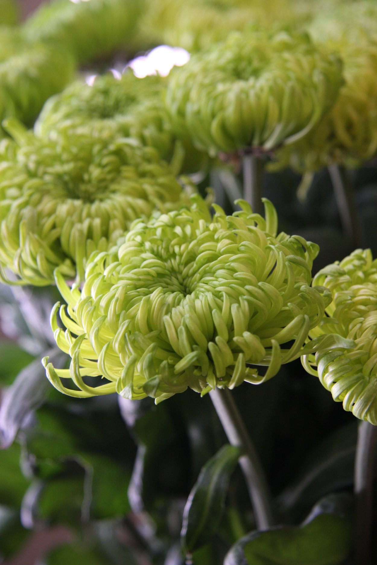 Хризантема Chrysanthemum