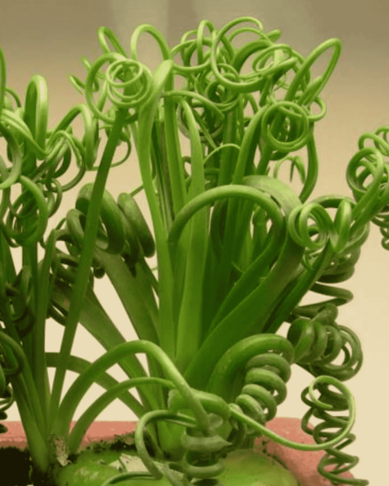 Трахиандра Альбука