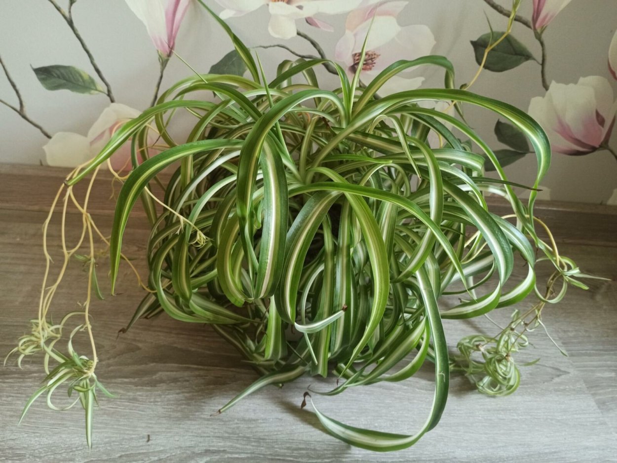 Хлорофитум хохлатый
