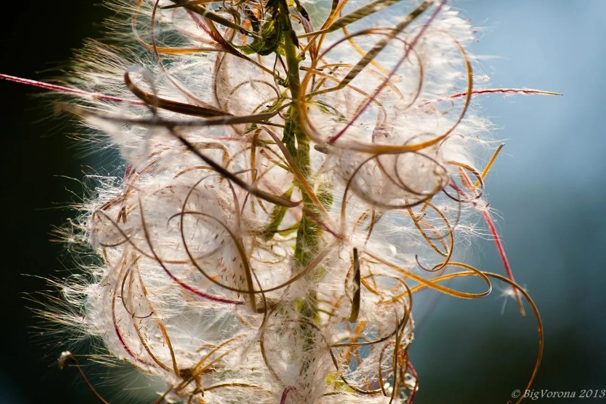Кипрей узколистный семена