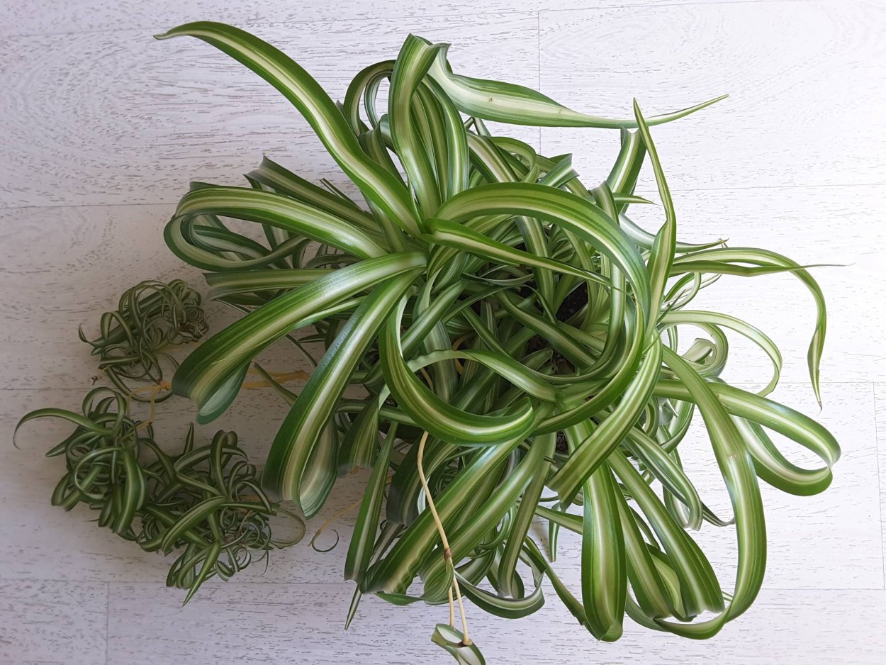 Хлорофитум Бонни