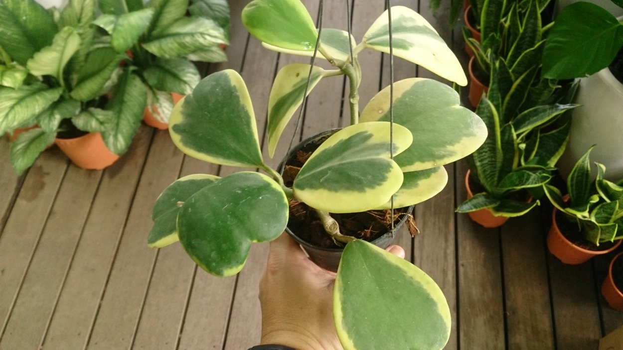 Черенок Хойя Керри Вариегата