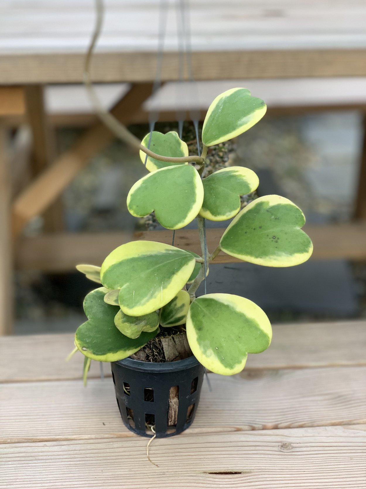Hoya kerrii variegata