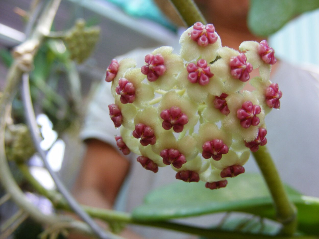 Хойя Керри Альбомаргината