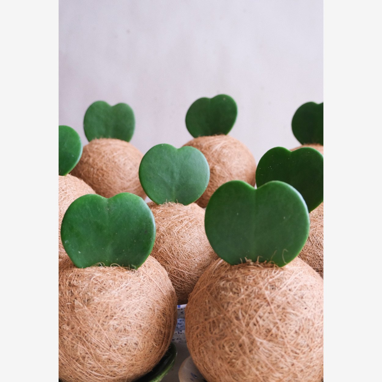 Хойя Керри АЛБО