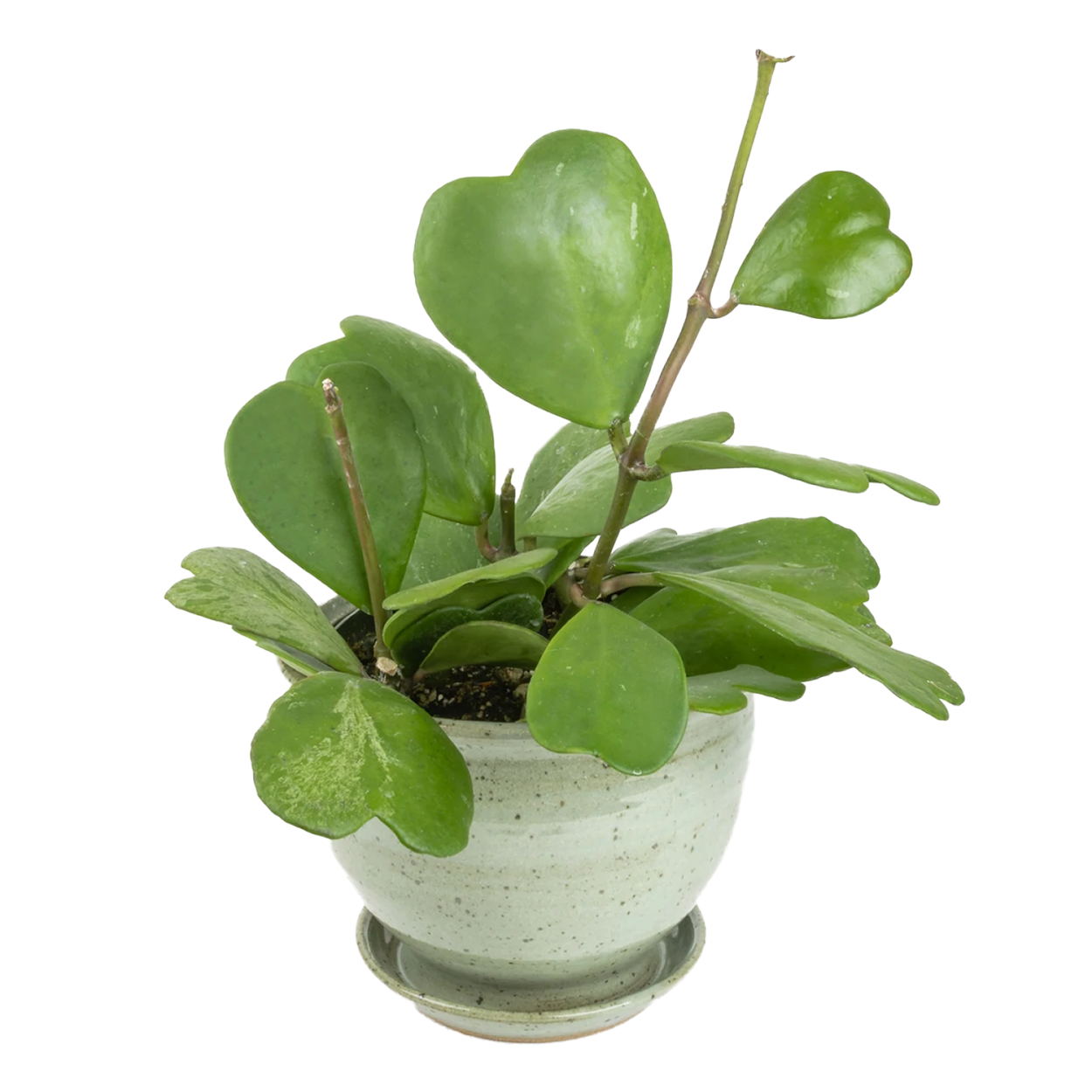 Хойя Hoya kerrii