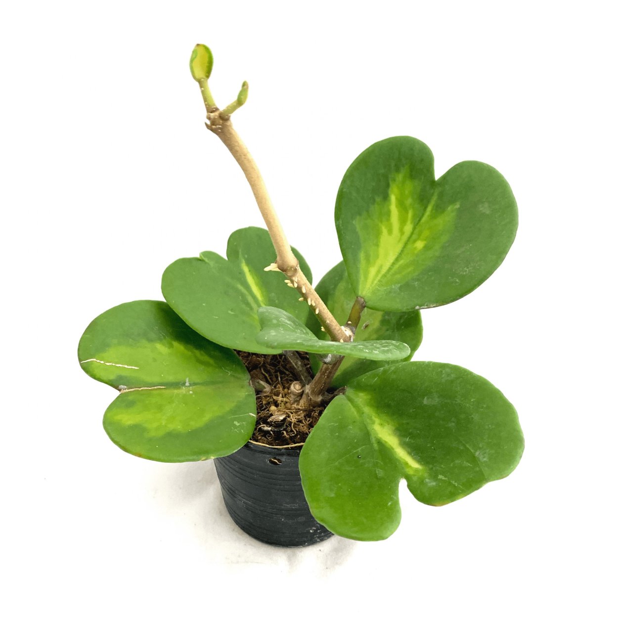 Hoya kerrii variegata