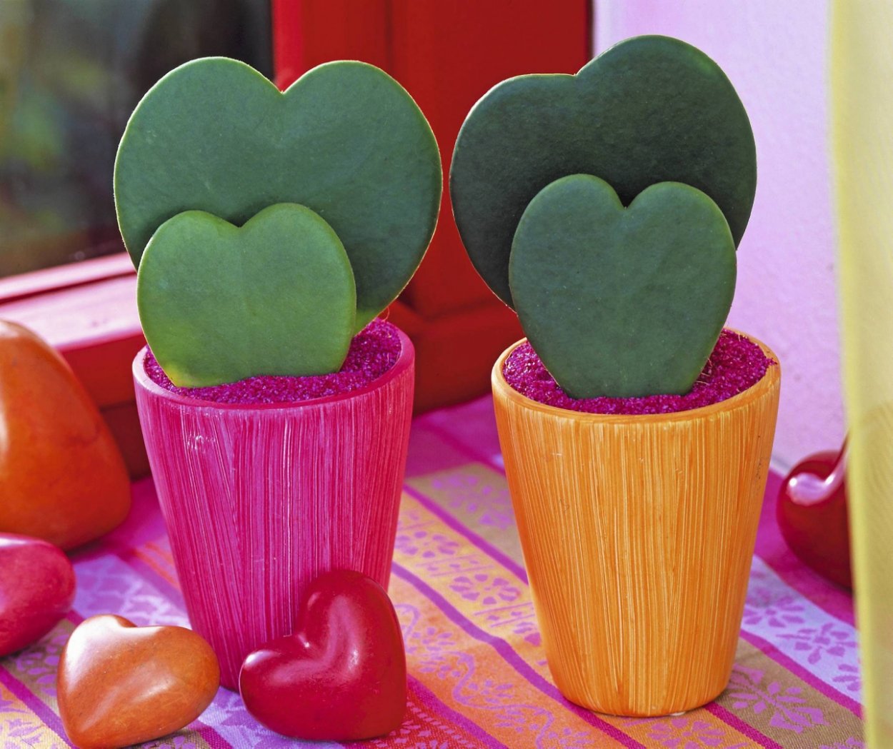 Хойя Керри сердечко