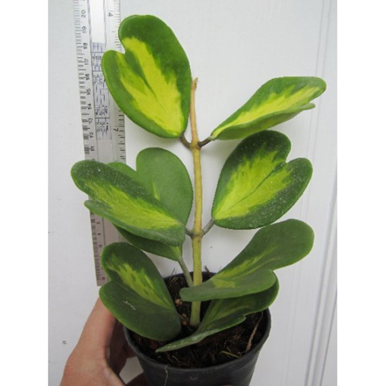 Hoya kerrii variegata