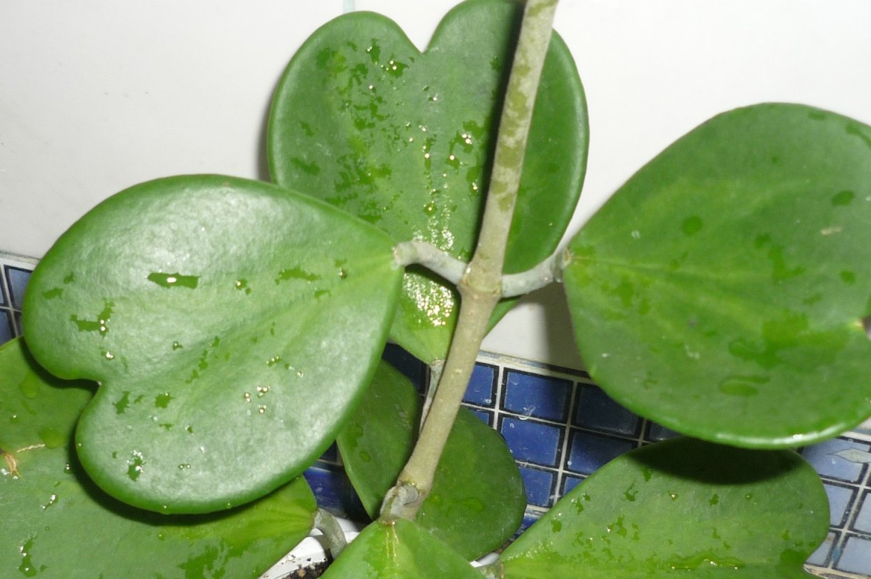 Хойя kerrii Splash