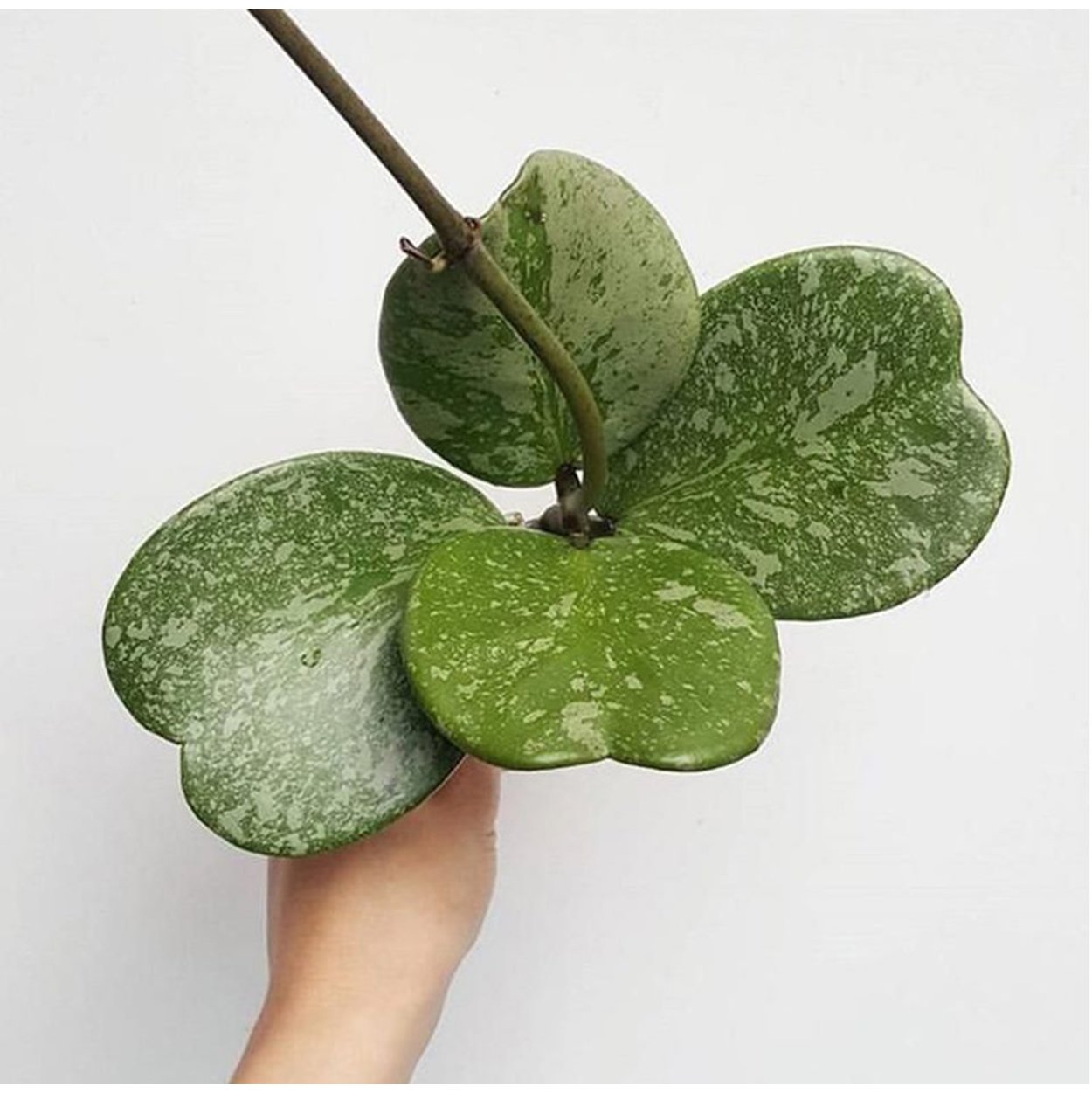 Хойя Hoya kerrii