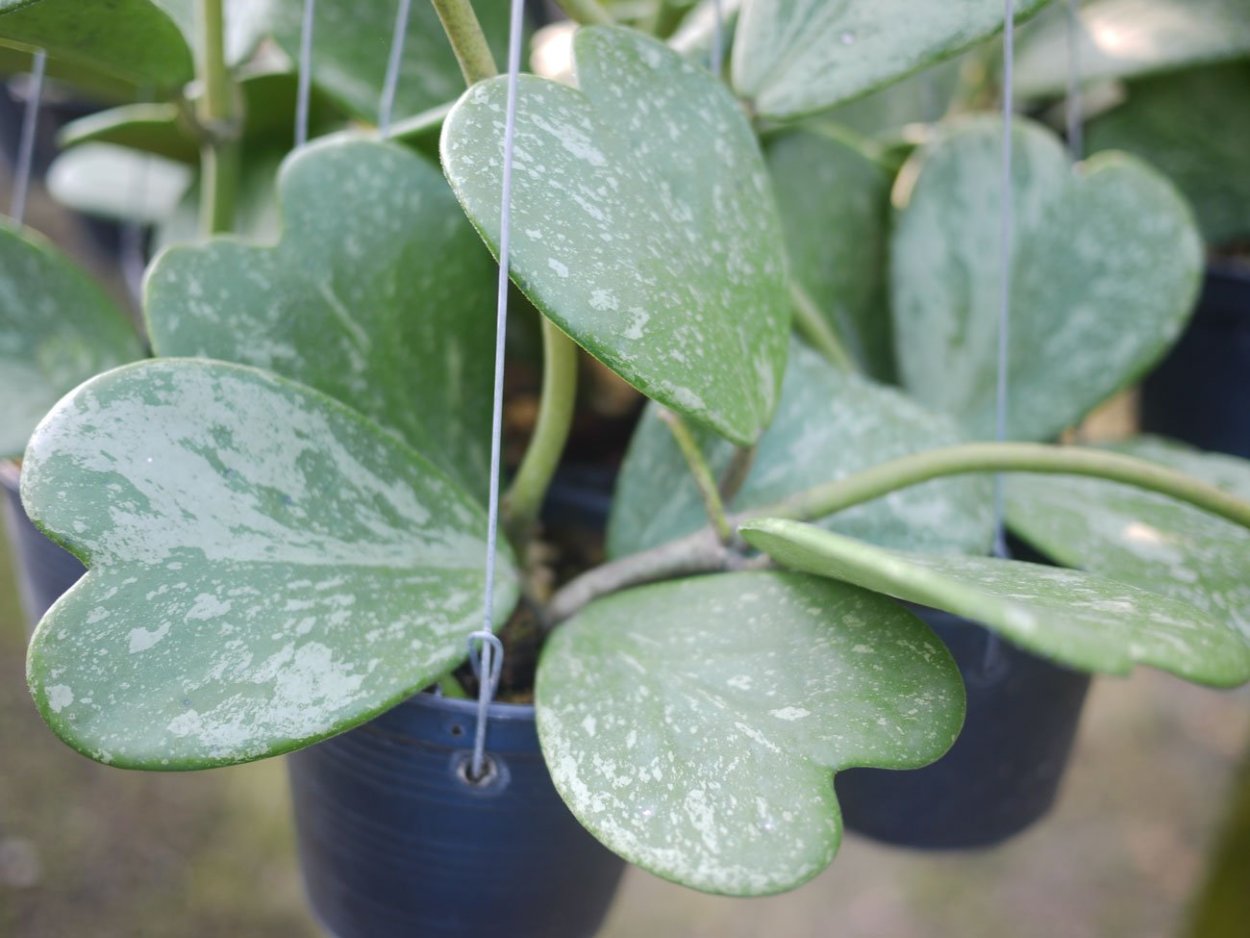 Hoya kerrii spotted leaves