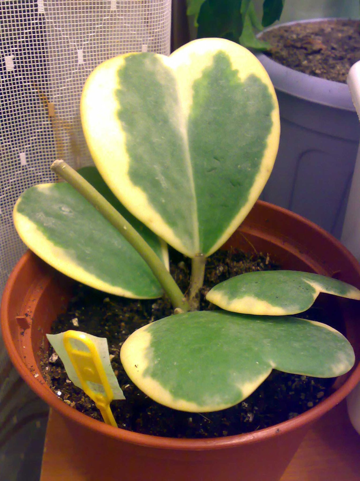 Хойя Керри Вариегата Альбомаргината