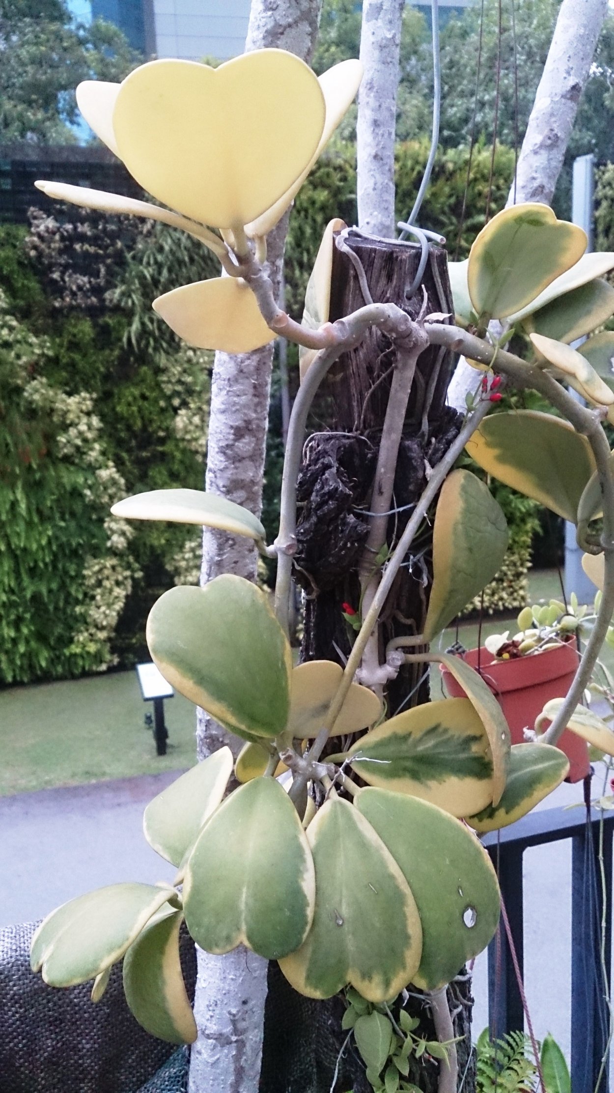 Хойя Керри вариегатная