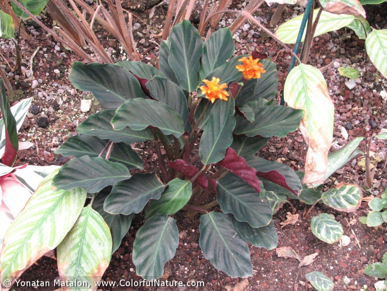 Калатея кроката руфибарба