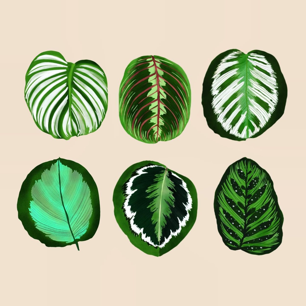 Калатея вектор