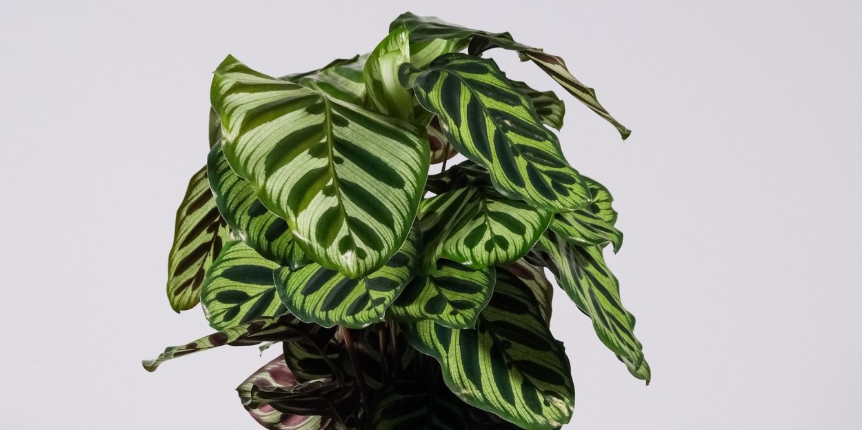 Калатея Криостар