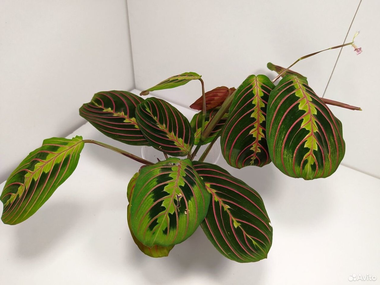 Калатея Maui Queen