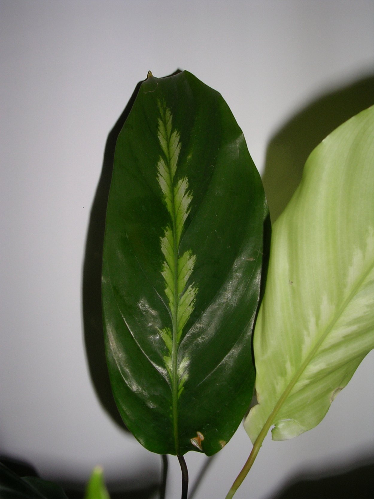 Калатея Луиза Мауи Квин