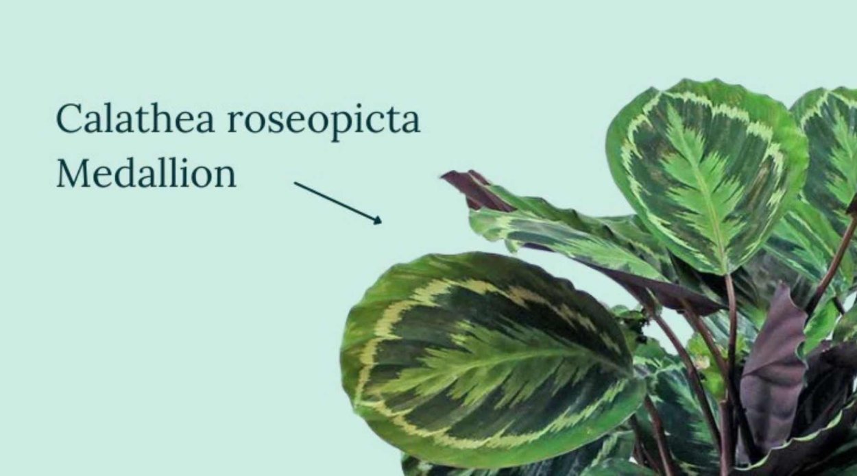 Калатея уголок в ДОУ