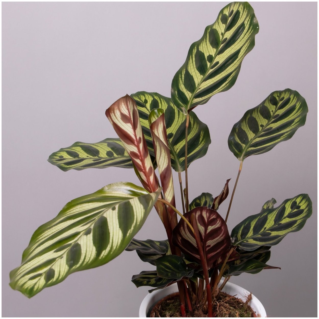 Калатея makoyana