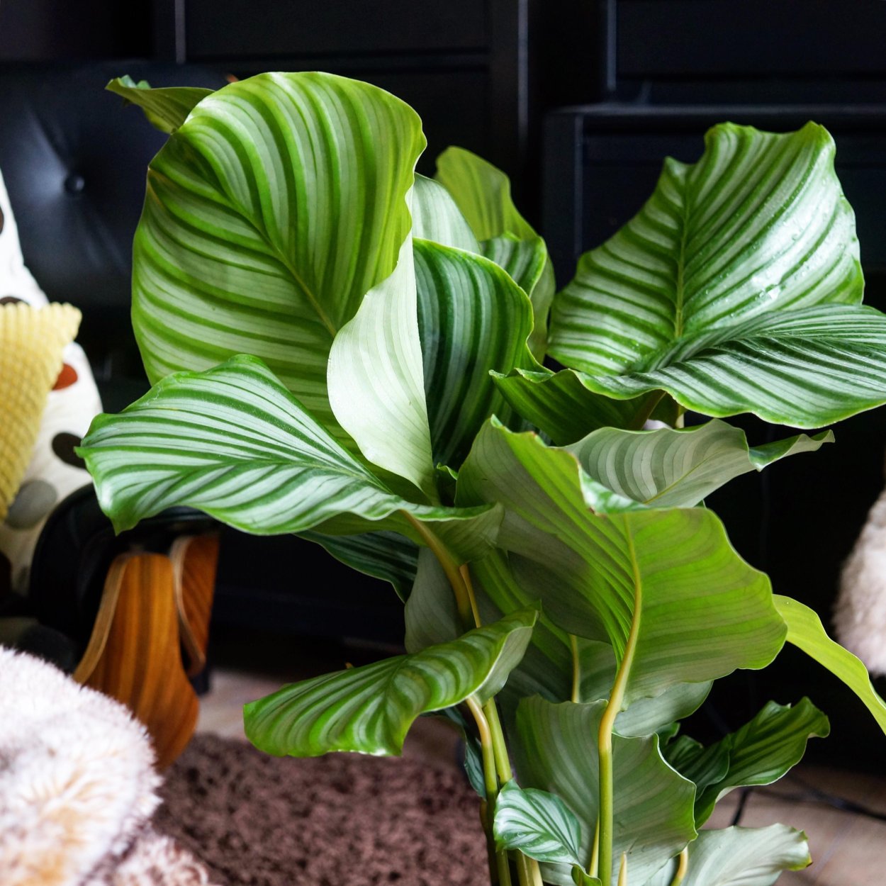 Калатея Аргентеа