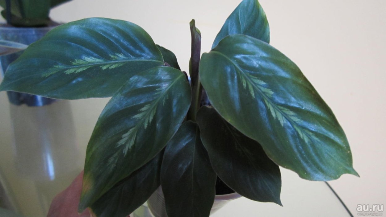 Калатея Maui Queen